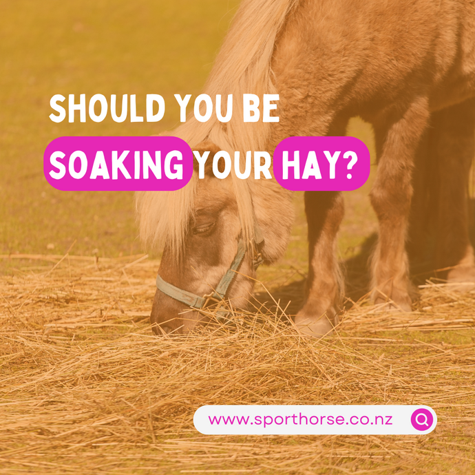 Should you be soaking your horses hay?